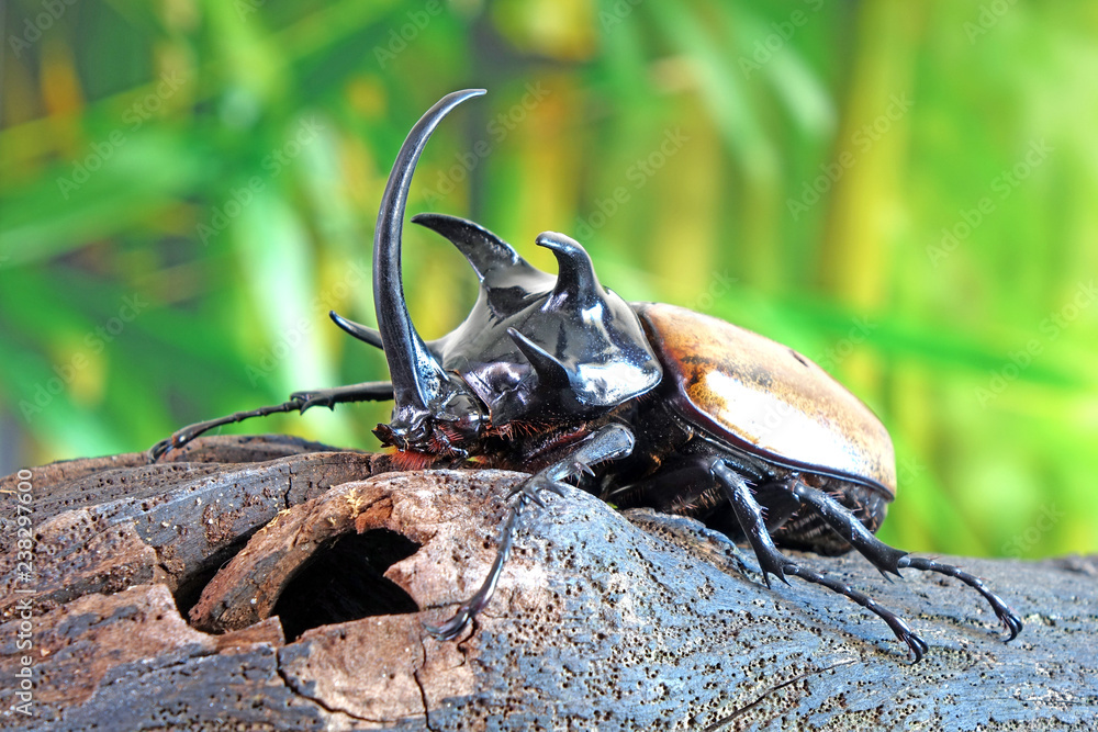 昆虫標本。 5 HORN RHINOCEROS BEETLE  . Five-horned rhinoceros beetle - Stock Image - C029/6893