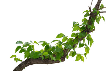 vine plant climbing isolated on white background with clipping path included.