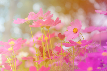 Cosmos flowers in the garden with sunlight. Vintage tone