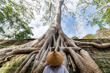 One person looking at Ta Prohm famous jungle tree roots embracing Angkor temples, revenge of nature against human buildings, travel destination Cambodia.