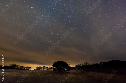 Fotomural Orion and Sirius are featured prominently in the night sky, with a tree in the foreground