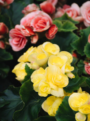 Numerous bright flowers of tuberous begonias (Begonia tuberhybrida) in garden