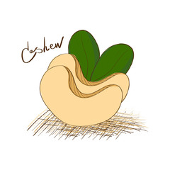 Canvas Print - Cashew. Nut. Sketch. On a white background