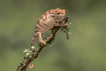 Aufkleber - Close up portrait of a chameleon on a branch one eye looking forward and against a green background