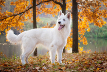 White Swiss Shepherd Dog In Autumn Park