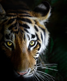 Fototapeta Morze - Eye Of The Tiger