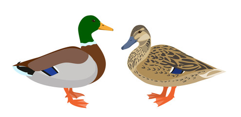 Drake and hen ducks isolated on white background, pair of mallard ducks, vector illustration