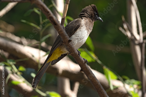 Fotografia, Obraz A dark capped bulbul sits on a tree branch, Botswana