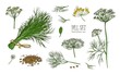 Collection of elegant drawings of dill plant with flowers, leaves and seeds isolated on white background. Fragrant herb hand drawn in vintage style. Colorful realistic botanical vector illustration.