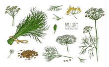 Collection Of Elegant Drawings Of Dill Plant With Flowers, Leaves And Seeds Isolated On White Background. Fragrant Herb Hand Drawn In Vintage Style. Colorful Realistic Botanical Vector Illustration.