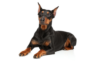 Sticker - Adorable German Pinscher dog on white background