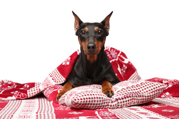 Canvas Print - German Pinscher under blanket