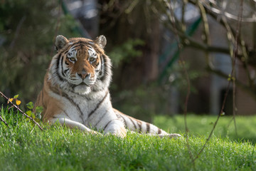 Amur Tiger