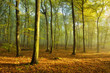 Sunny Natural Forest in Early Autumn with some Morning Fog