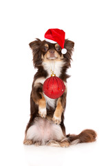 Sticker - chihuahua dog in Santa hat holding Christmas ball in her mouth