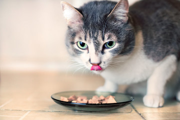 Gray cat with big green eyes eats the pieces of meat from the glass plate and licks. Photo with tinted instagram