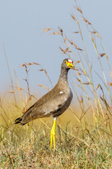 Poster - Wattled lapwing standing in the grass and looking