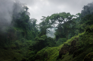 Plakat natura roślina dżungla
