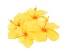 Yellow Hibiscus Isolated On White Background