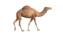 3d Render Camel Walking On White Background