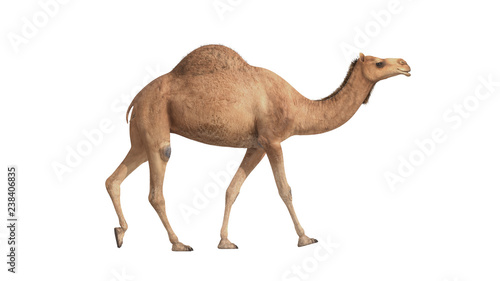 Fotomural 3d render camel walking on white background