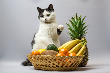 Wall Mural - black and white fat cat raised a paw over a basket of tropical fruits