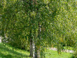 Populus tremula - Peuplier tremble au feuillage vert