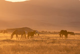 Fototapeta Konie - Wild Horses in the Utah Desert