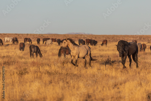 Photo Wild Horses in the Utah Desert