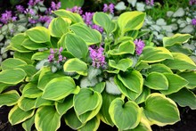 Amazing Beauty Hosta With Green And Yellow Leaves In The Garden Close-up.