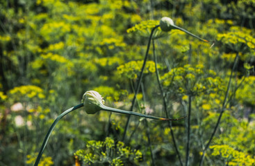 Two green garlic flowers on a blurred yellow and green background of dill flowers in a garden in summer