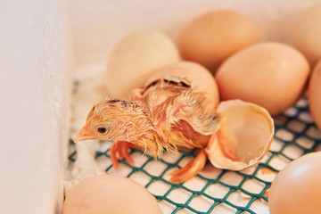 A newborn chicken is knocked out of an egg,brood of small chicks. Close up