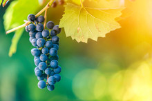 Close-up Picture Of Vine Branch With Green Leaves And Isolated Dark Blue Ripe Grape Cluster Lit By Bright Sun On Blurred Colorful Bokeh Copy Space Background. Agriculture, Gardening And Wine Making.