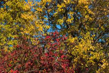 Sticker - Autumn multicolor nature on the leaves of trees