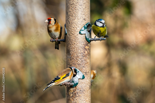 Blue Tit And Goldfinch On A Bird Feeder Buy This Stock Photo And