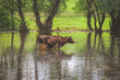 a cow standing in the water. after heavy rains and floods of the river.