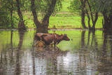 Fototapeta Tęcza - a cow standing in the water. after heavy rains and floods of the river.