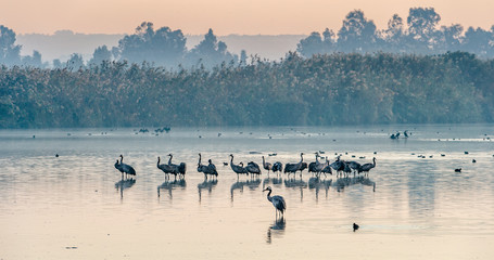 Wall Mural - common cranes (grus grus) standing in the water. cranes flock on the lake at sunrise. fog in the ear