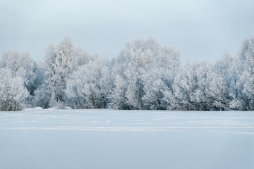 Wall Mural - Snowy forest in countryside at winter Rovaniemi Lapland