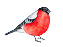 Watercolour Portrait Of Lovely Stylized Bullfinch Bird With Bright Beautiful Breast. Symbol Of Good Luck, Prosperity, Holidays, Christmas And Frost. Hand Painted Water Colour Graphic Drawing On White,