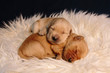 © Cavan Images - Close up of puppies sleeping on rug at home