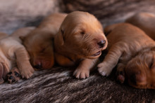 Close Up Of Puppies Sleeping On Rug At Home