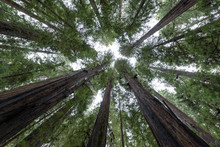 Looking Up At Redwood Trees