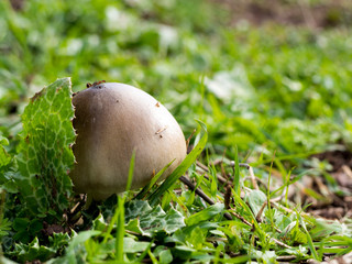 It came out of the green grass and white wild mushrooms