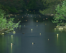 Glowing Alligators Eyes In Swamp At Forest During Dusk