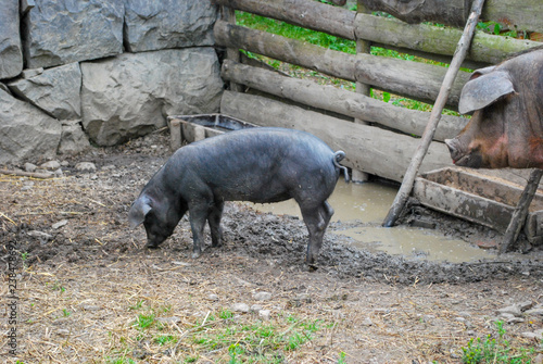 Photo Piglet with mother pig behind it, in muddy pig sty, in Open air museum in Norwa