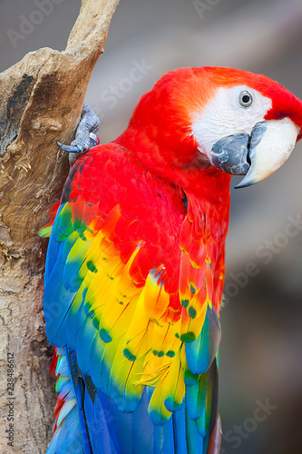 Papagei Ara Buy This Stock Photo And Explore Similar Images At