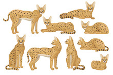 Flat Vector Set Of African Serval. Graceful Wild Cat With Large Ears And Black Spots On Brown Coat. Predatory Animal