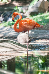 Obraz na płótnie flamingo woda tropikalny meksyk