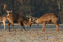 Two Magnificent Stag Manchurian Sika Deer (Cervus Nippon Mantchuricus ) Fighting On A Frosty Morning.